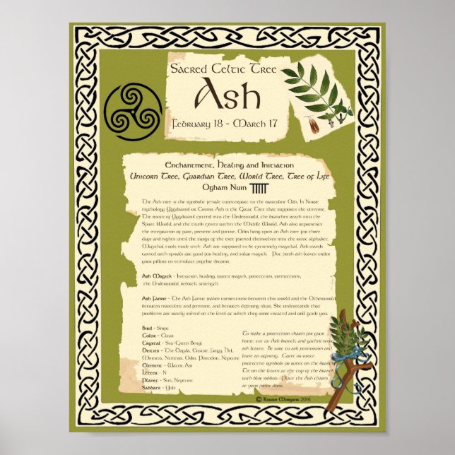 ASH CELTIC SACRED BAUM POSTER (Vorne)