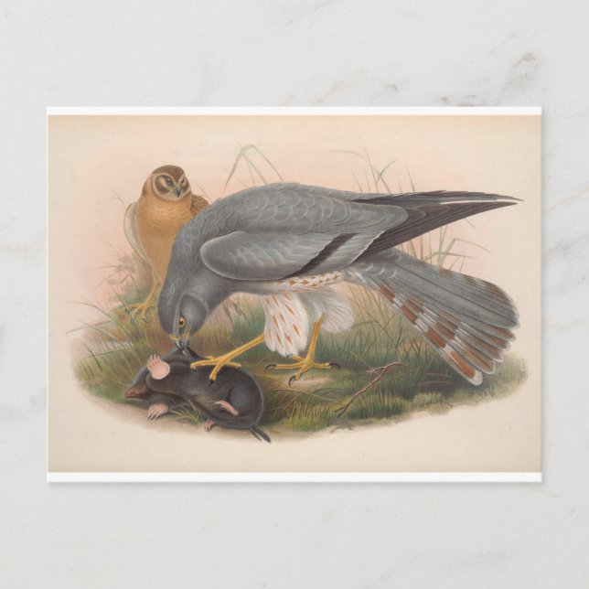 Ash-Colored Harrier Bird_GC - Postcard Postkarte (Vorderseite)