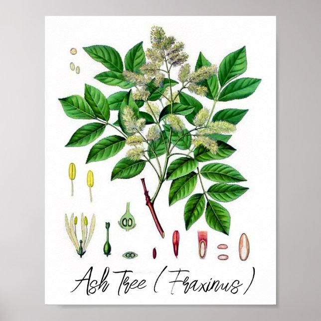 Ash Tree Vintage botanische Illustration Poster (Vorne)