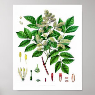 Ash Tree Vintage botanische Illustration Poster