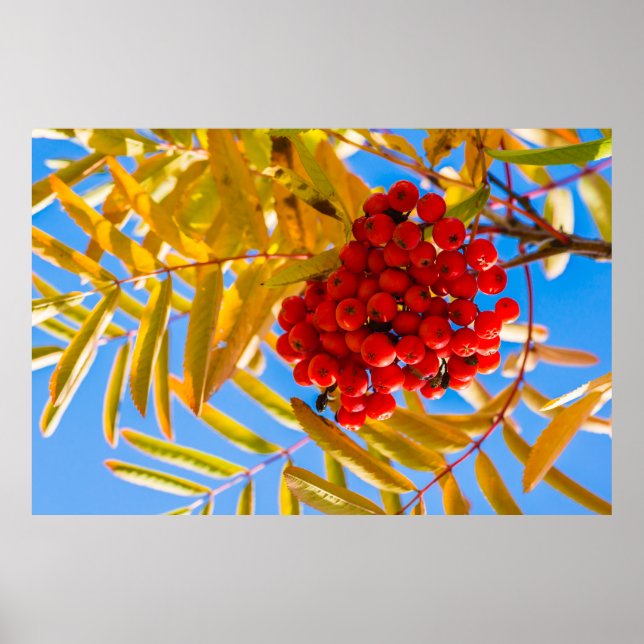 Ashberry Poster (Vorne)