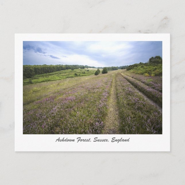 Ashdown Forest Postkarte (Vorderseite)