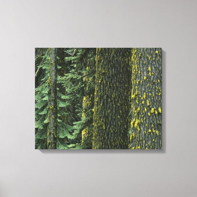 Ashland, Rogue RIver National Forest, Leinwanddruck (Vorderseite)