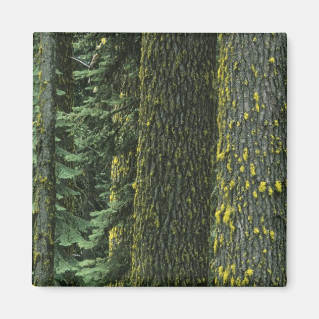 Ashland, Rogue RIver National Forest, Magnet (Vorne)