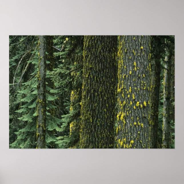 Ashland, Rogue RIver National Forest, Poster (Vorne)