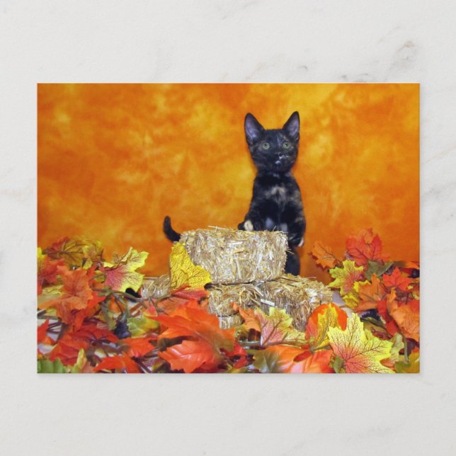 Ashlynns Herbst - Katze / Kitten Postkarte (Vorderseite)