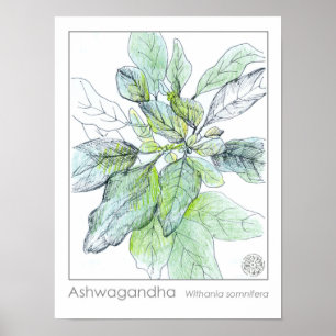 Ashwagahanda Pflanze Health Medicinal Herb Poster