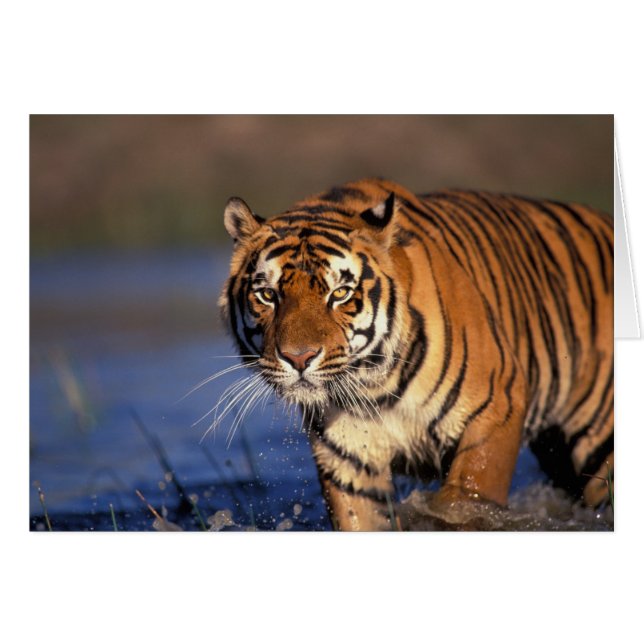 ASIA, Indien, Bengalisch Tiger Panthera tigris) (Vorderseite (Horizontal))