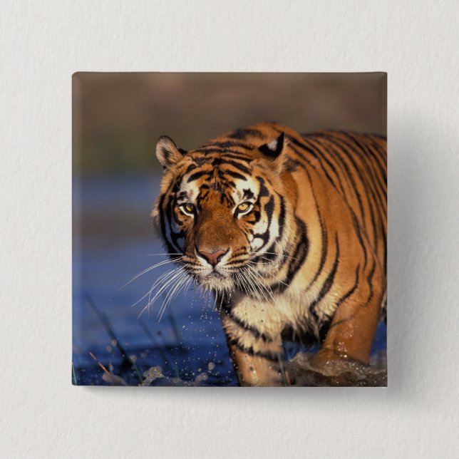 ASIA, Indien, Bengalisch Tiger Panthera tigris) Button (Vorderseite)