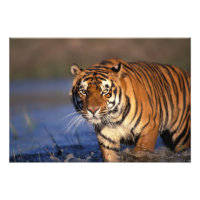ASIA, Indien, Bengalisch Tiger Panthera tigris)