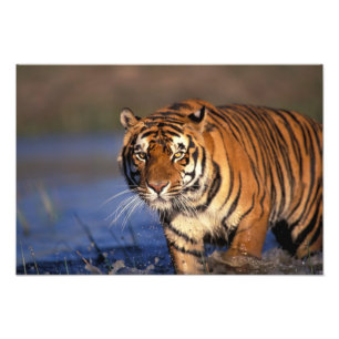 ASIA, Indien, Bengalisch Tiger Panthera tigris) Fotodruck