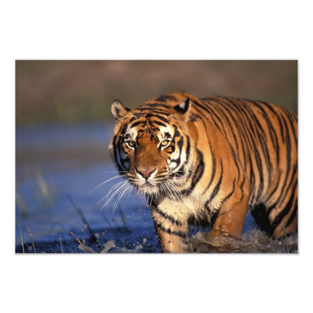ASIA, Indien, Bengalisch Tiger Panthera tigris) Fotodruck (Vorne)