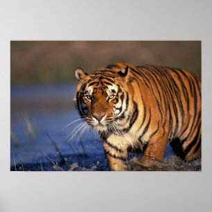 ASIA, Indien, Bengalisch Tiger Panthera tigris) Poster