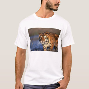 ASIA, Indien, Bengalisch Tiger Panthera tigris) T-Shirt