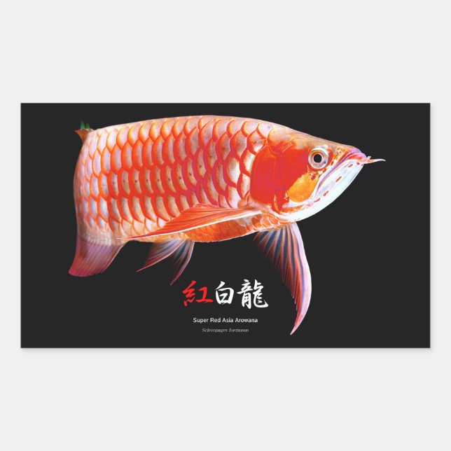 Asian Arowana の優良製品 Rechteckiger Aufkleber (Vorderseite)