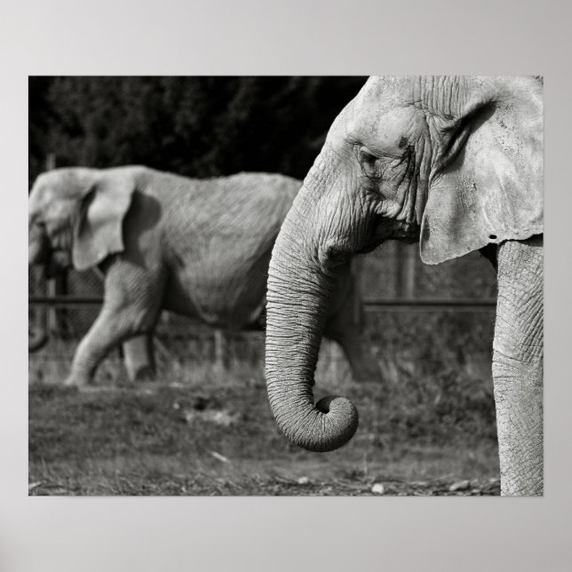Asian Elephant Poster Print (Vorne)