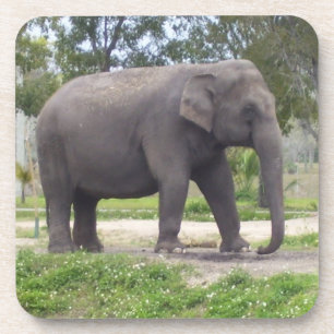 Asian Gray Elephant Untersetzer