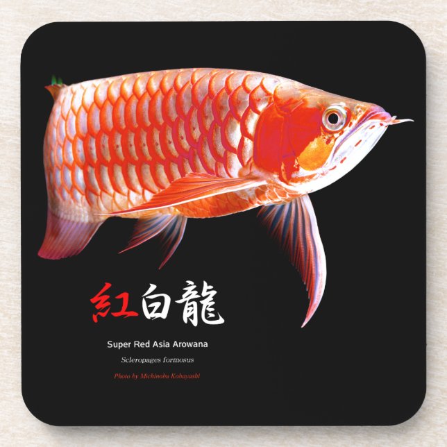 Asiatische Arowana の 優 良 製 品 Getränkeuntersetzer (Vorderseite)