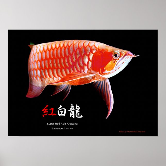 Asiatische Arowana (Roter Typ) Poster (Vorne)