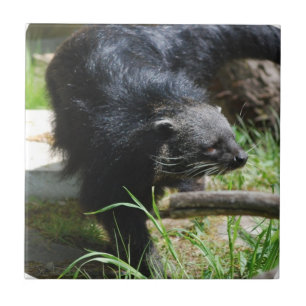 Asiatische Bearcat-Fliese Fliese