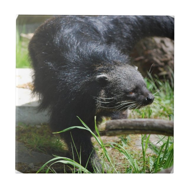 Asiatische Bearcat-Fliese Fliese (Vorderseite)