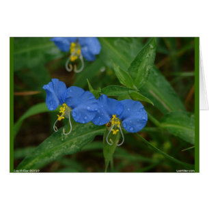 Asiatische Dayflower Blue Wildblume Apparel & Gift