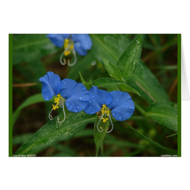 Asiatische Dayflower Blue Wildblume Apparel & Gift (Vorderseite (Horizontal))