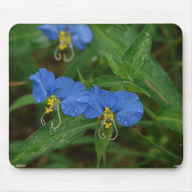 Asiatische Dayflower Blue Wildblume Apparel & Gift Mousepad (Vorne)