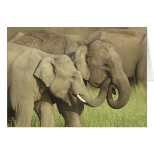 Asiatische Elefanten