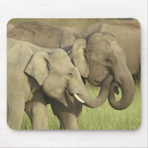Asiatische Elefanten Mousepad