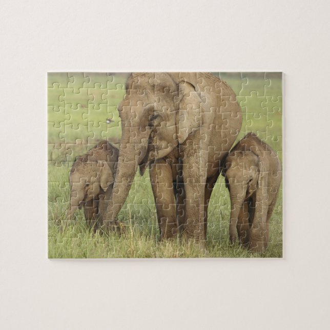 Asiatische Elefanten und junge Menschen Puzzle (Horizontal)