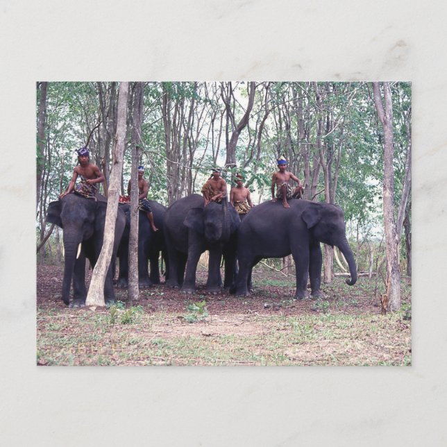 Asiatische Elefantenpostkarte Postkarte (Vorderseite)
