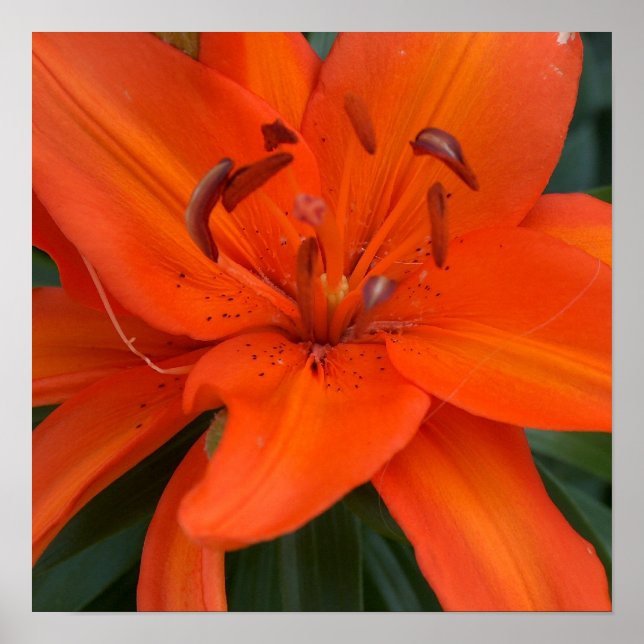Asiatische Lilie Poster (Vorne)