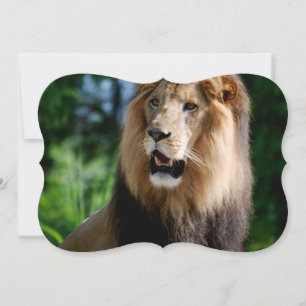 Asiatische Lion des Iran Einladung