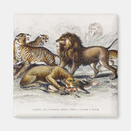 Asiatische Löwe, Löwe, Bengalischer Tiger, Leopard Magnet