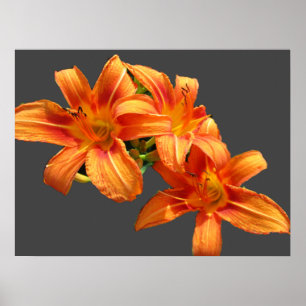 ASIATISCHE ORANGE LILY POSTER