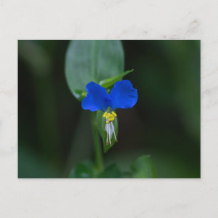 Asiatische Sommerblume Blaue Wildblume Postkarte