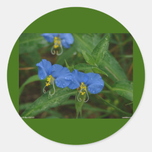 Asiatische Tagblume Blau Wilde Blume Bekleidung & Runder Aufkleber