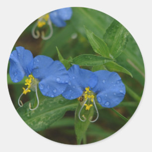 Asiatische Tagblume Blau Wilde Blume Bekleidung & Runder Aufkleber
