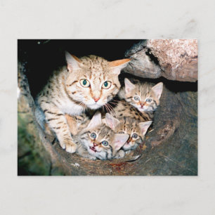 Asiatische Wildkatze Postkarte