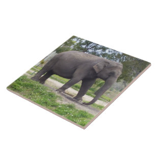 Asiatischer Elefant Fliese