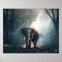 Asiatischer Elefant in einem sonnenbeleuchteten Wa