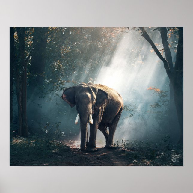 Asiatischer Elefant in einem sonnenbeleuchteten Wa Poster (Vorne)