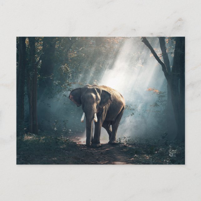 Asiatischer Elefant in einem sonnenbeleuchteten Wa Postkarte (Vorderseite)