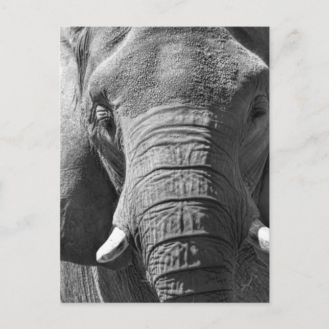 Asiatischer Elefant in Schwarz und Weiß Postkarte (Vorderseite)
