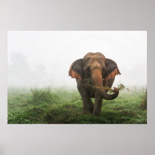 Asiatischer Elefant in Thailand Poster