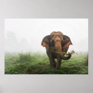 Asiatischer Elefant in Thailand Poster