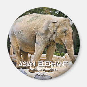 Asiatischer Elefant Magnet