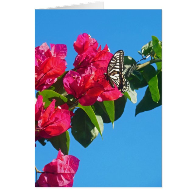 Asiatischer Frack-Schmetterling (Vorne)