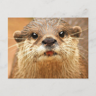 Asiatischer kleiner gekratzter Otter Postkarte